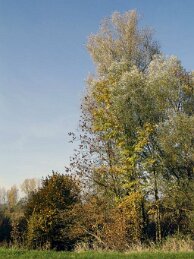 Polder van Bazel-Kruibeke 2015 26