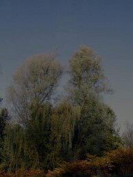 Polder van Bazel-Kruibeke 2015 27