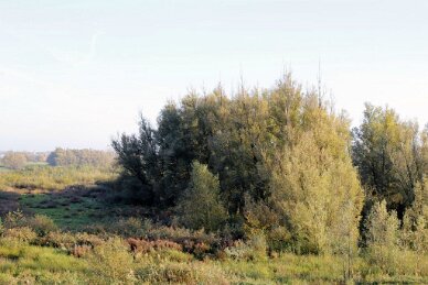 Polder van Bazel-Kruibeke 2015 35