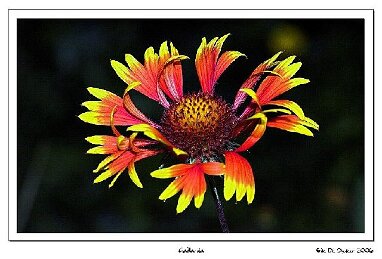 Macro 044