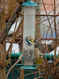 Tuin Lente 2024 1