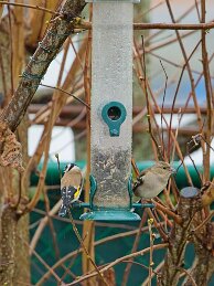 Tuin Lente 2024 2